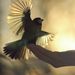 Profile Picture of Alvin Low (@alvinlow1969) on Pinterest
