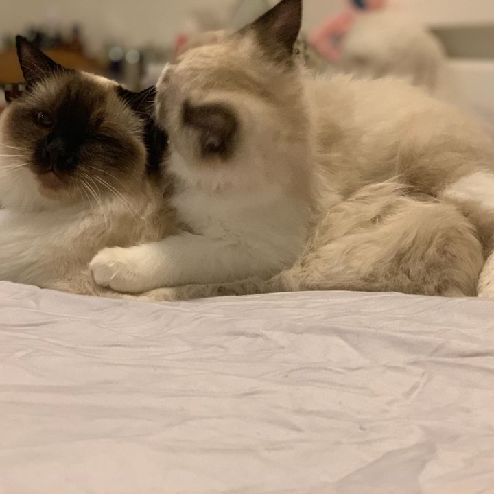 Profile Picture of Chloe Zheng (@chloeinau) on Tiktok