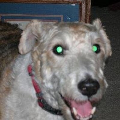 Profile Picture of Robin Parson (@wolfkid02) on Twitter