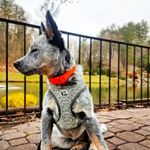 Profile Picture of Tyler Addington (@trout_guru) on Instagram