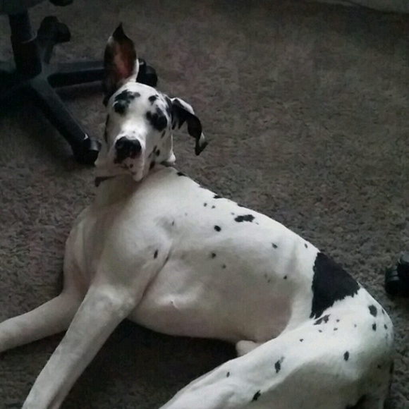 Profile Picture of Mark Kulavic (@kulavic98) on Poshmark