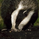 Profile Picture of David Barnes (@david barnes wildlife photography) on Flickr