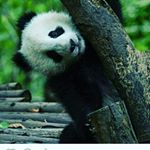 Profile Picture of animalstop (@jonathanmorke) on Instagram
