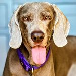 Profile Picture of Sharon Russell (@sharon_russell7) on Instagram