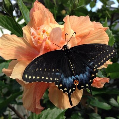 Profile Picture of Lynnette Acosta (@lynnetteacosta) on Twitter