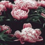 Profile Picture of 🔥💎Mauricio Galvan💎🔥 (@mauriciogalvan_6) on Instagram