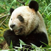 Profile Picture of Chris Fierro (@chrisfierro1405) on Youtube