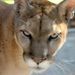 Profile Picture of Robin Phelps (@robin5345) on Pinterest