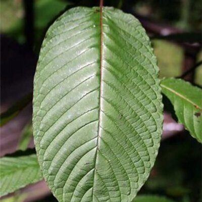 Profile Picture of Corey Hoffmann (@Coreyskratom) on Twitter