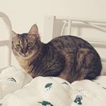 Profile Picture of Harry Kim (@harry.k.sr) on Instagram