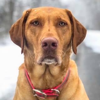 Profile Picture of Piper & Toby The Labs (@pipertobias) on Instagram