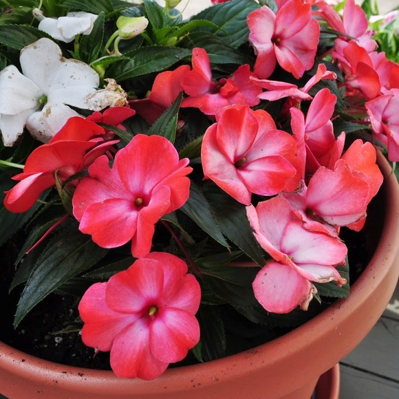 Profile Picture of Michaela Eschenbacher (@mkla_ann) on Poshmark