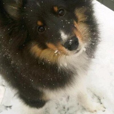 Profile Picture of Carol Hemphill (@@LKBillets) on Twitter