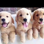 Profile Picture of Chris Ostlund (@ostlund.chris) on Instagram