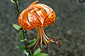 Profile Picture of Lilium lancifoliumon Wikipedia