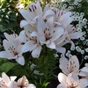 Profile Picture of Виктория Кокорина (@@victoriakokorina6) on Tiktok
