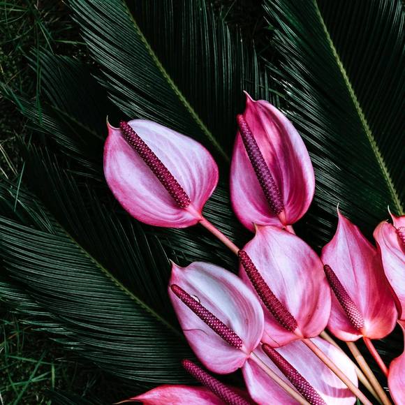 Profile Picture of Pamela Dodge (@pedodge) on Poshmark