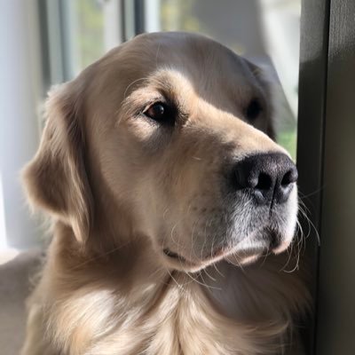 Profile Picture of Hells Bells (@LadyMontyA350) on Twitter