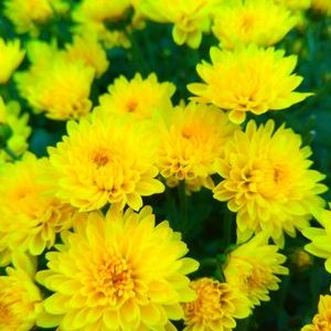 Profile Picture of Alisha Roy (@AlishaR32236116) on Twitter