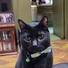 Profile Picture of Janet Matthews (@janetmatthews) on Tiktok