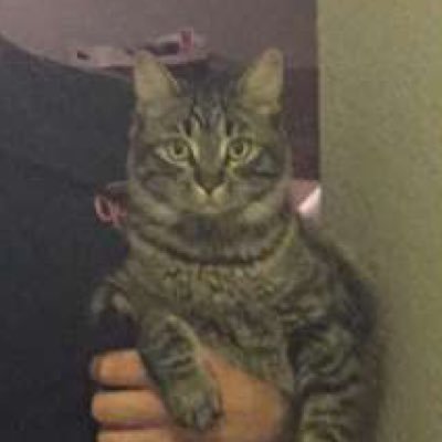 Profile Picture of Stephen Fanucchi (@sfanucchi93) on Twitter