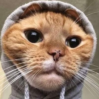 Profile Picture of Kyle Tomlin (@ShartedWaffle) on Twitter