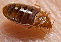 Profile Picture of Bed bug - Wikipediaon Wikipedia