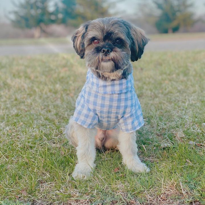 Profile Picture of Remington (@remythedog1) on Tiktok