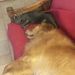 Profile Picture of Robert Hodgens (@sandcrab7161945) on Pinterest