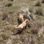 Profile Picture of Alex Castillo Alejos (@alexcastilloalejos) on Instagram