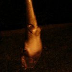 Profile Picture of Josh Madison (@joshmadisonnn) on Instagram
