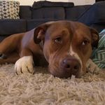 Daniel Delligatti - Instagram Profile Picture of Daniel Delligatti (@delligatti47) on Instagram