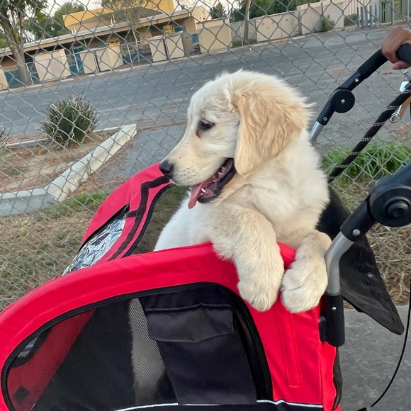 Profile Picture of Daisy Vigueras (@dvigueras0004) on Poshmark