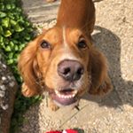 Vinnie Roberts - Instagram Profile Picture of Vinnie Roberts (@vinnie_thecocker) on Instagram