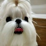 Profile Picture of park yong korea maltese (@korea_dog_maltese_park_yong) on Instagram