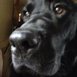 Profile Picture of Dublin Frank (@being_a_black_lab_rocks) on Instagram