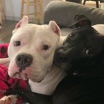 Profile Picture of Halliwell And Bailey (@millardpups) on Instagram