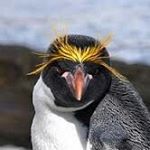 Profile Picture of ♥ J'aime les pingouins ♥ (@pingouin_mystere) on Instagram