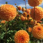 Profile Picture of Daniel Olley (@olleydan) on Instagram