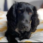 Profile Picture of louiedog (@louie_barry_the_dog) on Instagram