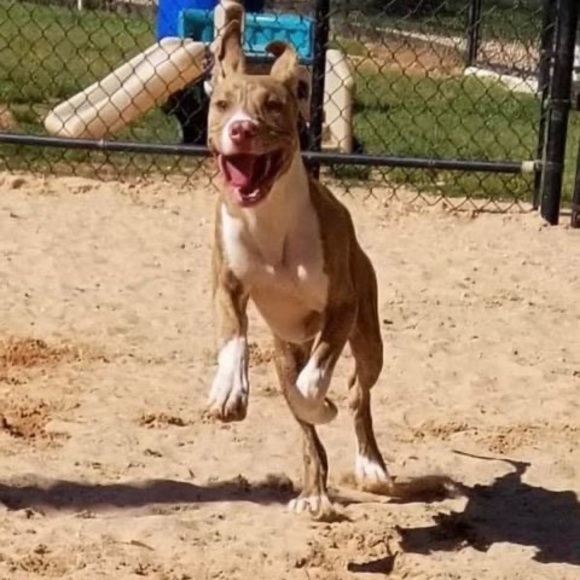 Profile Picture of Juliahna Lanuto (@juliahnalanuto) on Poshmark