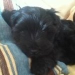 Profile Picture of Joshua Garside (@flu124) on Instagram