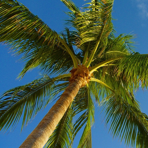 Profile Picture of Cristyle Egitto (@cwood1227) on Poshmark