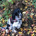 Profile Picture of George Yates (@georgey2018blue_roan_cocker) on Instagram