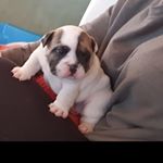 Profile Picture of Barry Curran (@barrythebulldog2020) on Instagram