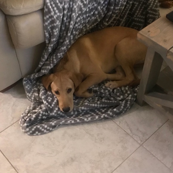 Profile Picture of Chloe Ljungquist (@cocoperfect2) on Poshmark