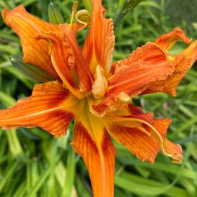 Profile Picture of Beth Hansen Sund (@Matnee06) on Pinterest