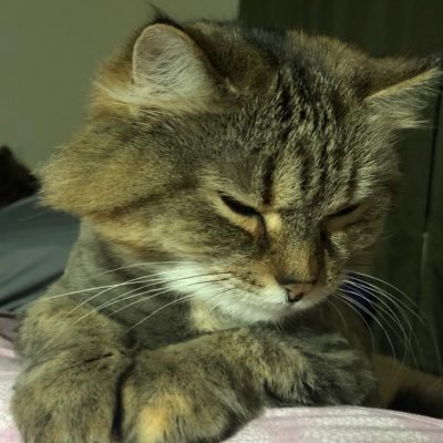 Profile Picture of Pamela Hecht (@pamelahecht19) on Twitter