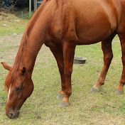 Profile Picture of Amanda Cornell (@amandaxmegan) on Youtube