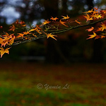 Profile Picture of Yumin Li (@yumin li) on Flickr